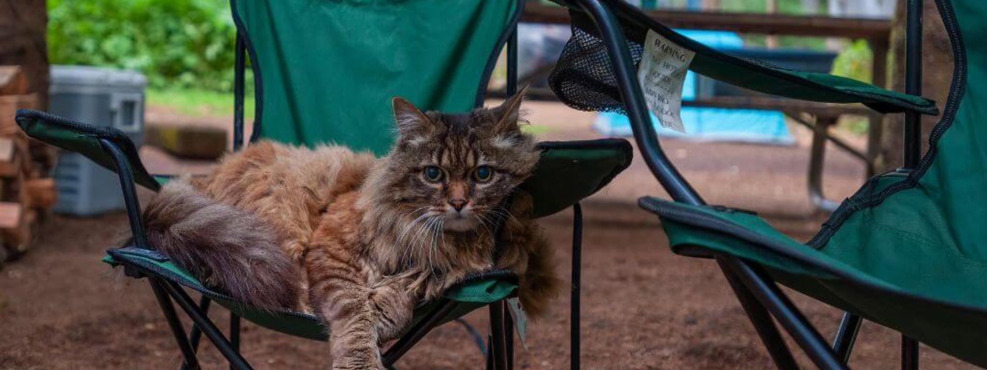 National Camping Month: A Guide to Camping Safely With Pets