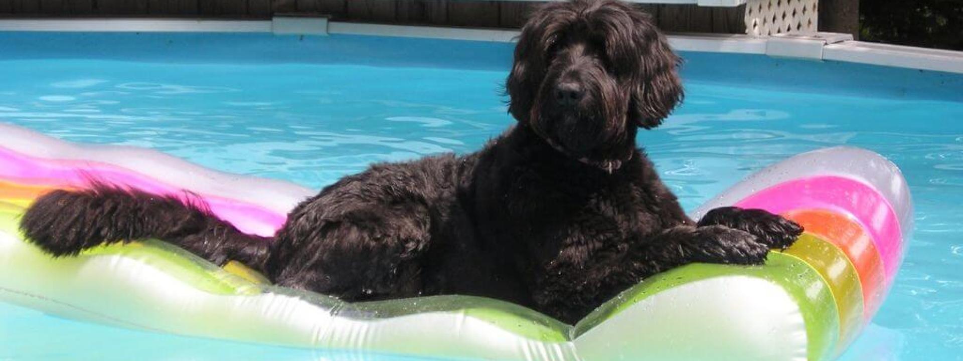 Dog sitting on a pool float in the water