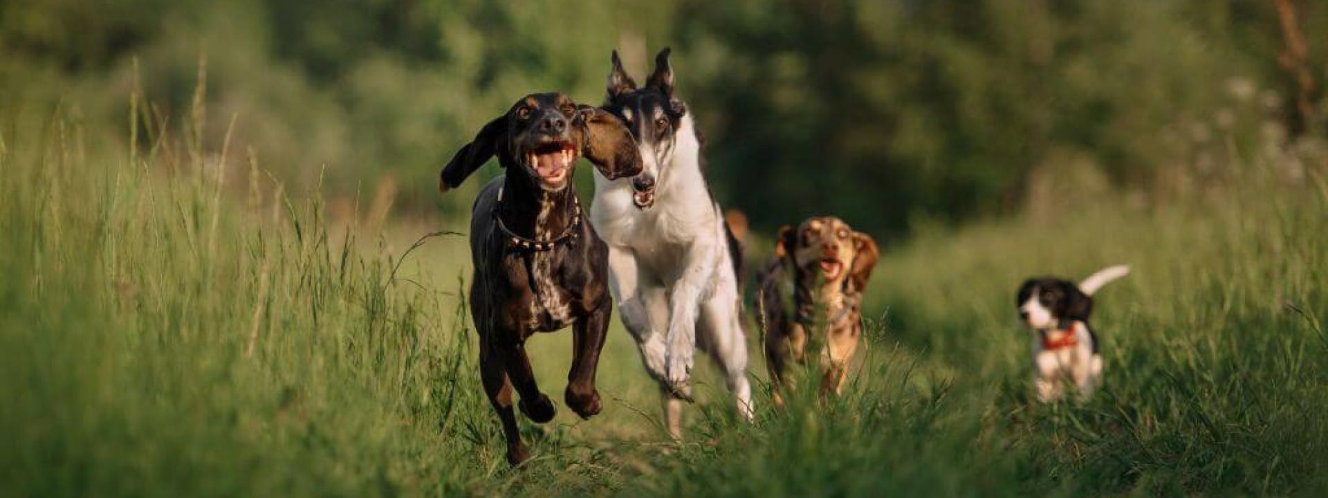 Group of dogs running through tall grass in a field