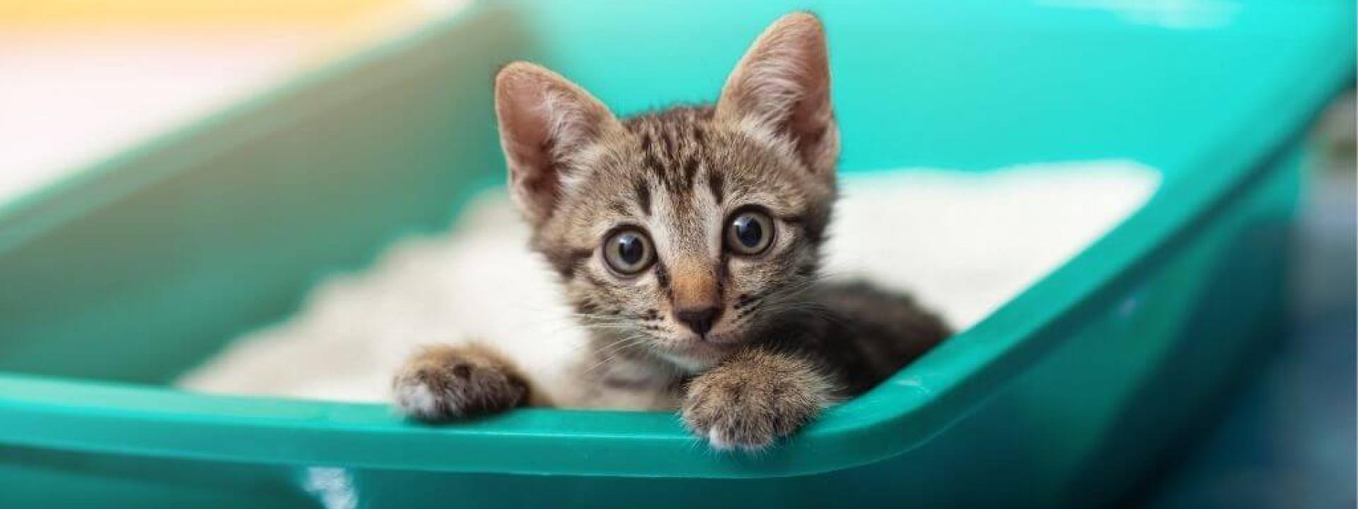 how to train cat to pee in litter box