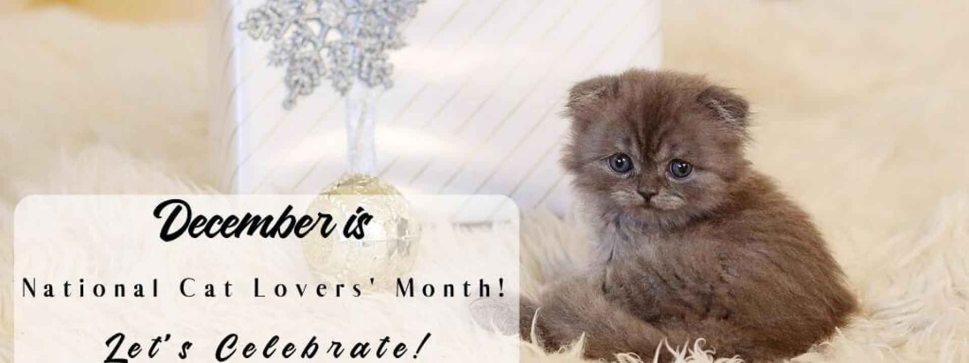 cat-lovers-month-blog-header.jpg