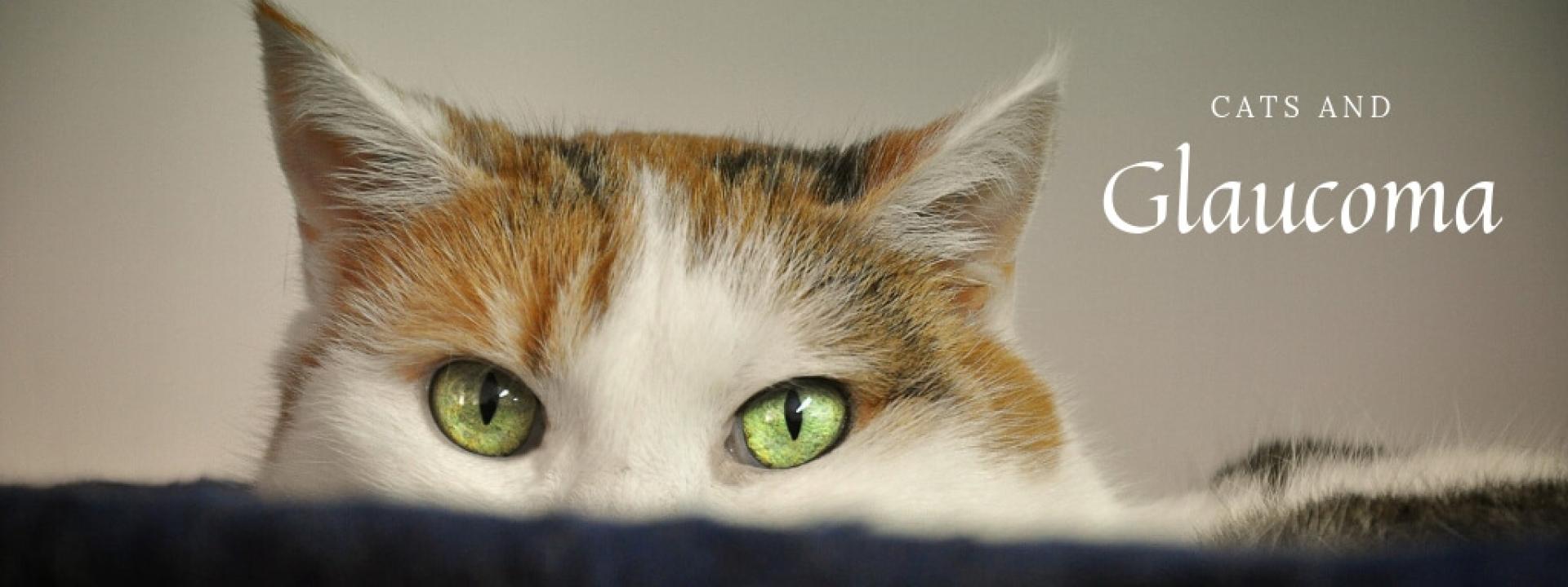cats-and-glaucoma-blog-header.jpg
