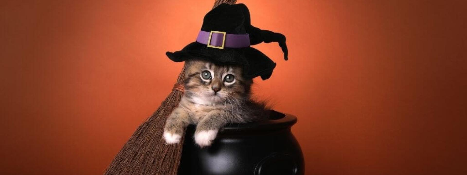 cute-cat-halloween.jpg