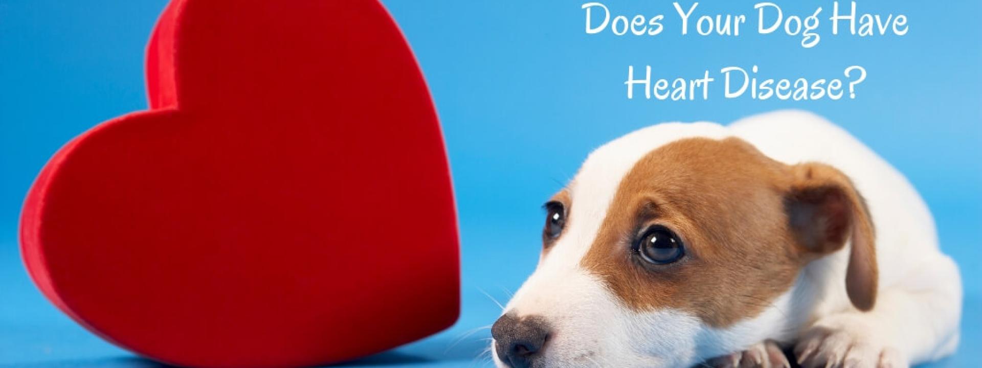 does-your-dog-heart-disease-blog-header.jpg