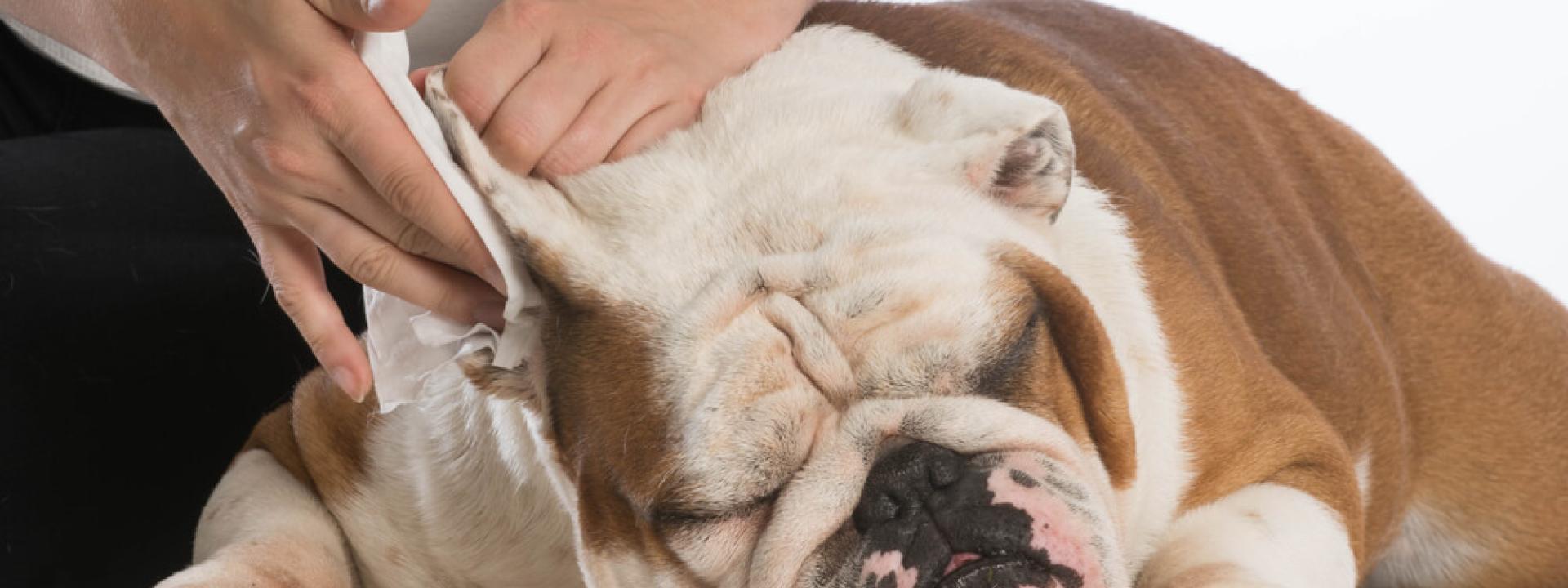 cleaning-a-dogs-ear