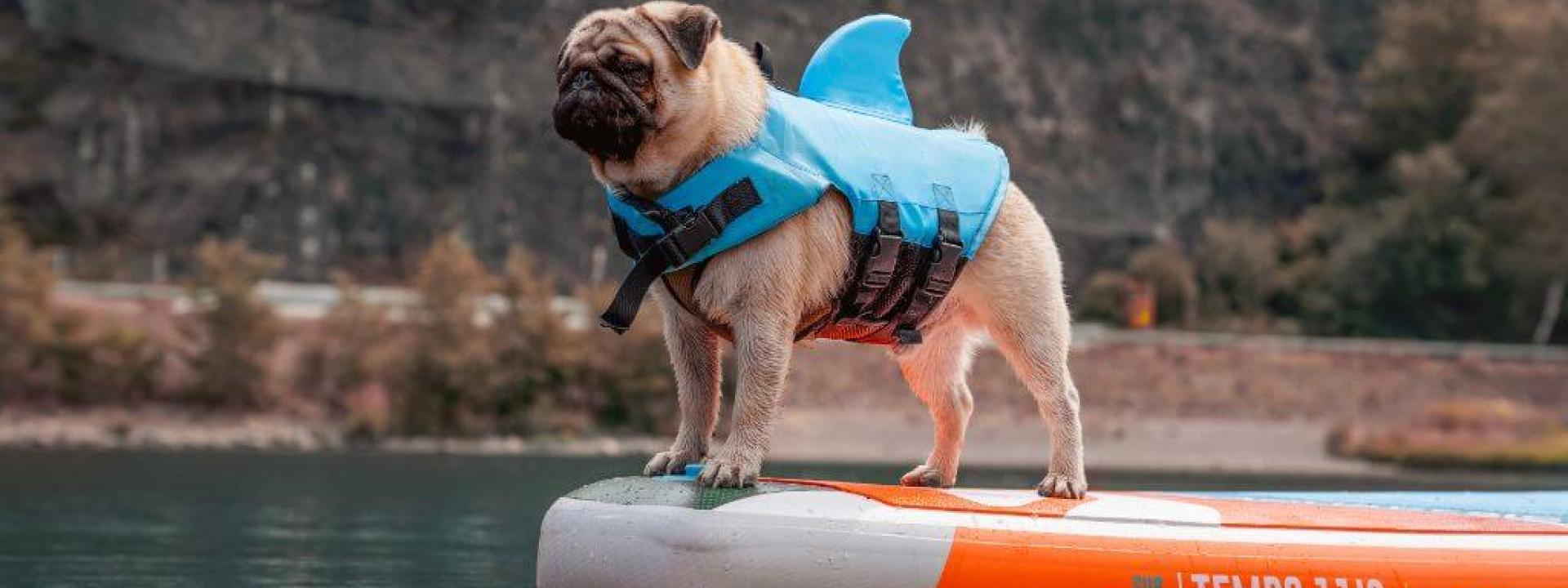 dog paddleboarding safety tips