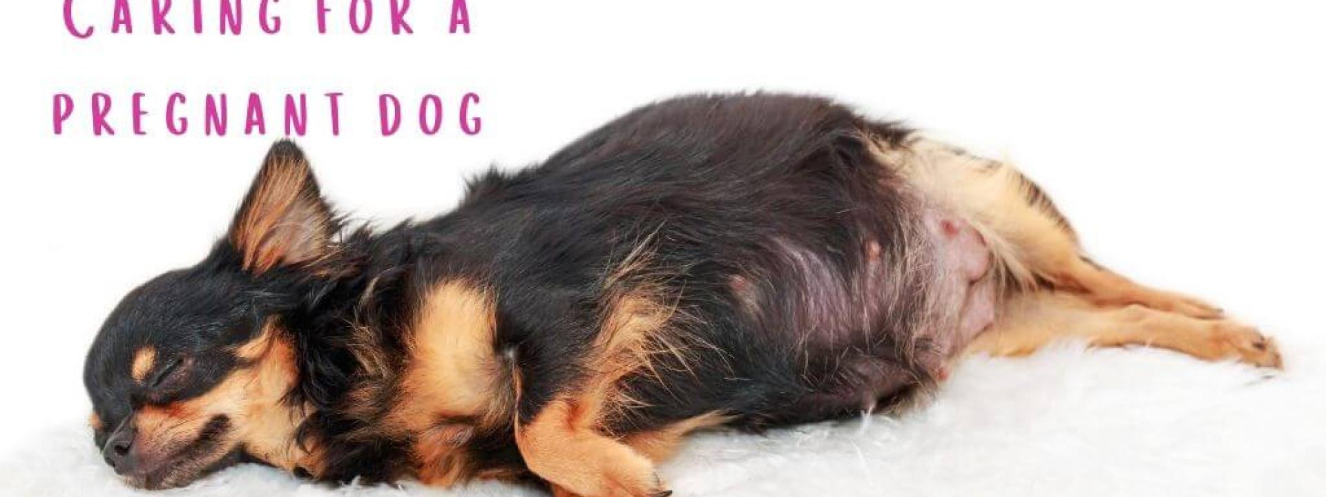 dog-pregnancy-care-blog-header.jpg
