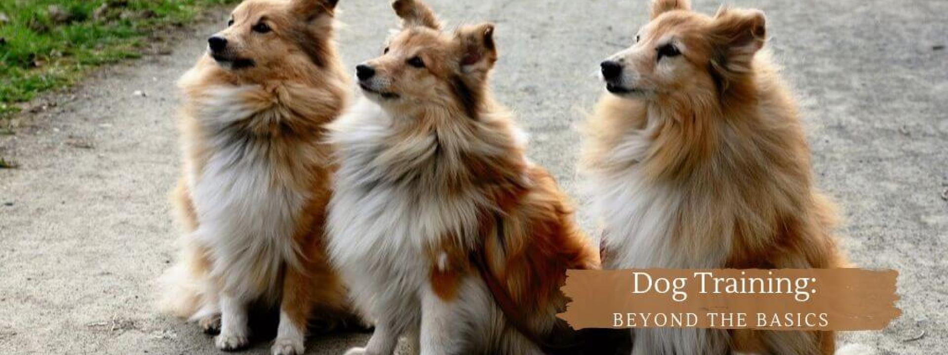 dog-training-beyond-basics-blog-header.jpg
