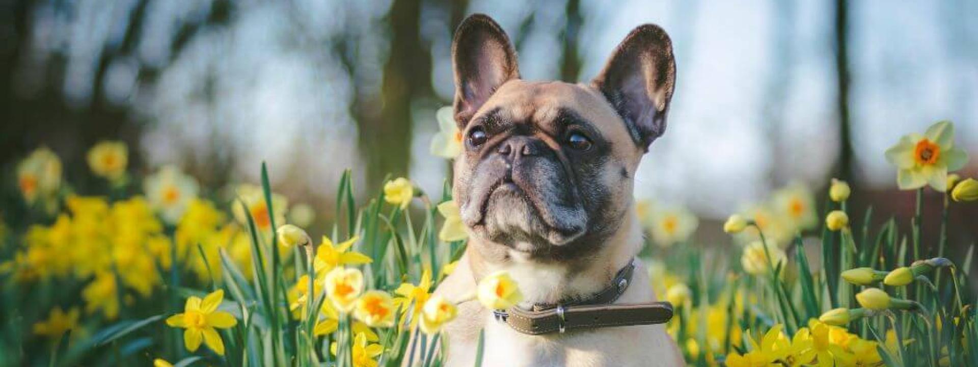 Dog sitting in field of flowers, dog stung by bee