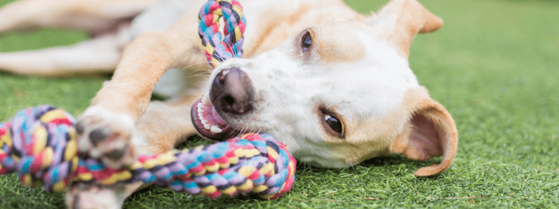 doggy-daycare-benefits.png