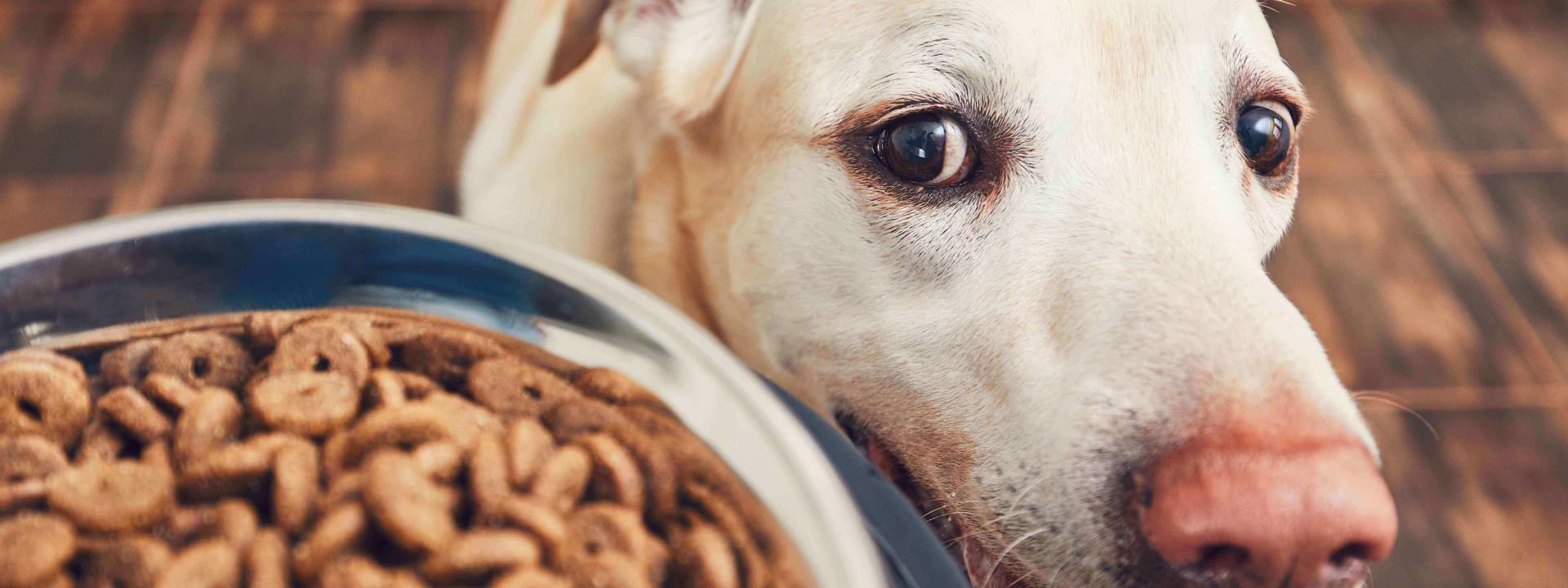 dogs-digest-carbohydrates.jpg