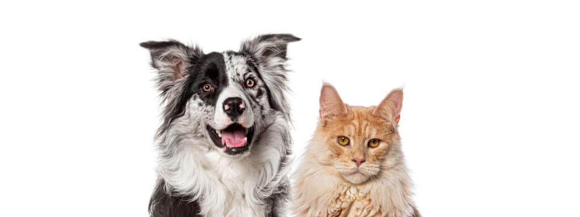 Dogs vs. Cats: Who’s the Bigger Diva When It Comes to Grooming?