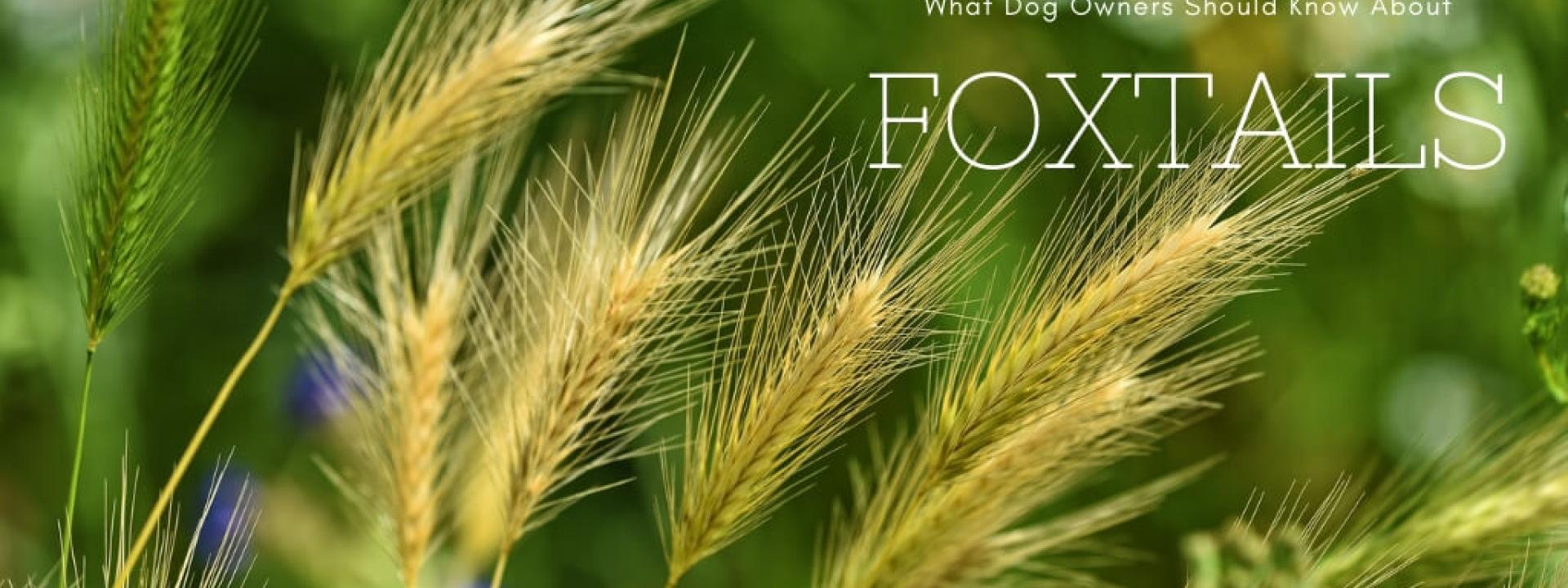 foxtails-blog-header.jpg