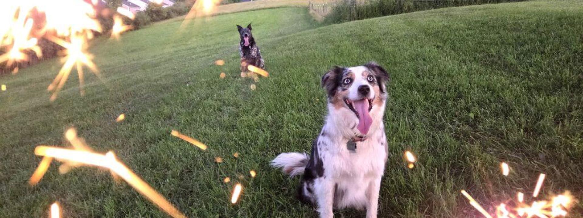 Freedom From Fear: Noise Conditioning for Fireworks and Thunderstorms Aussie dogs in a field while their owners hold sparklers in front of the camera