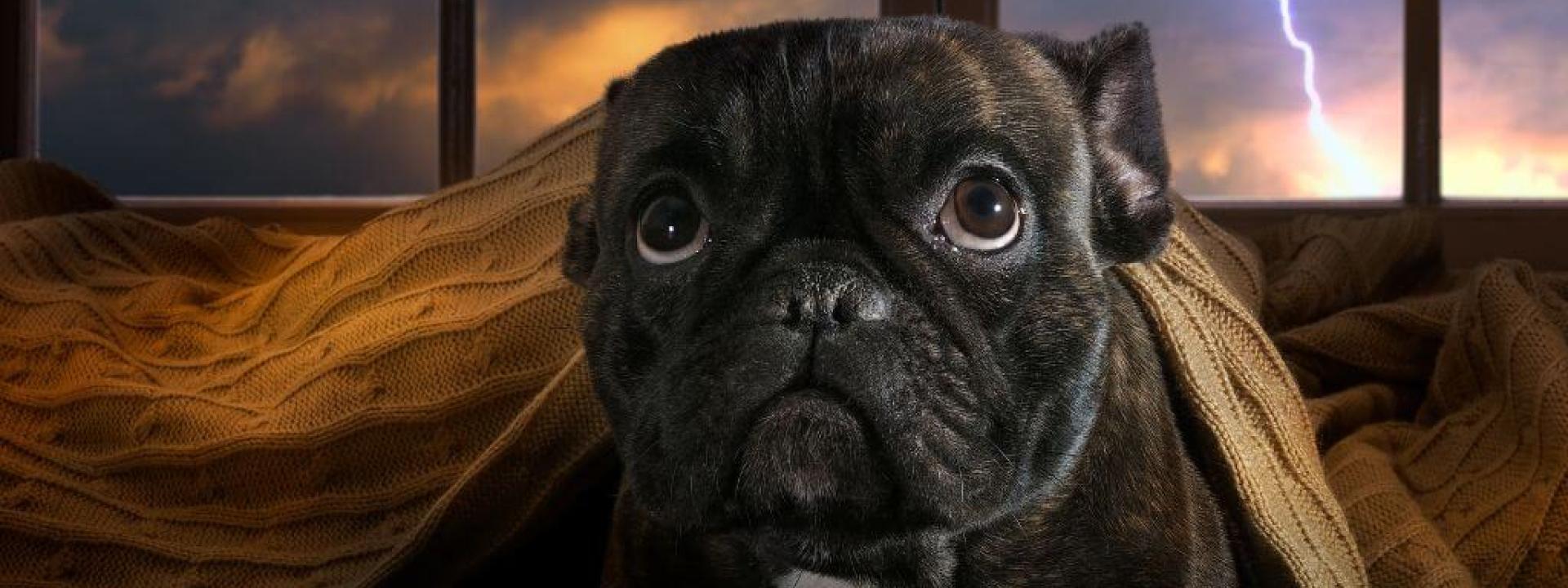 Dog cowering in front of window with lightning striking outside, dog storm anxiety