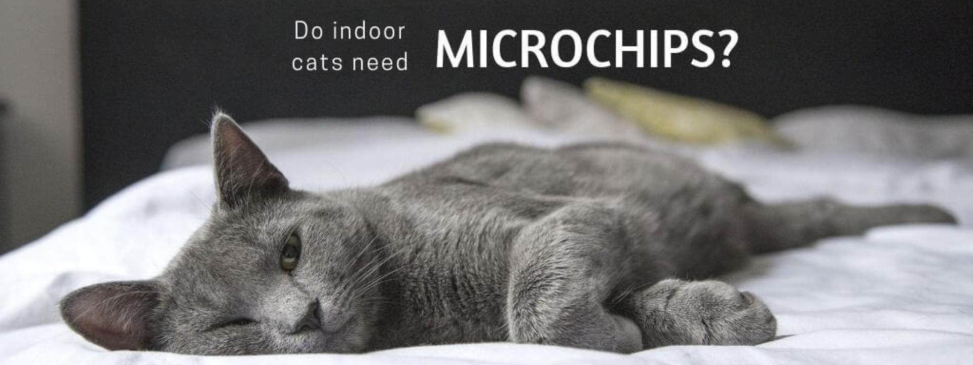 indoor-cat-microchips-blog-header.jpg
