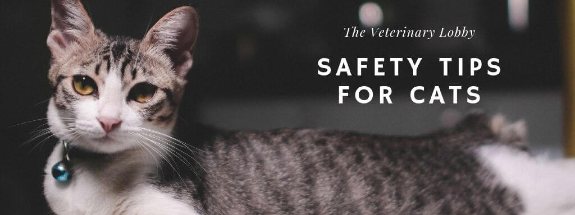 lobby-safety-cats-blog-header.jpg