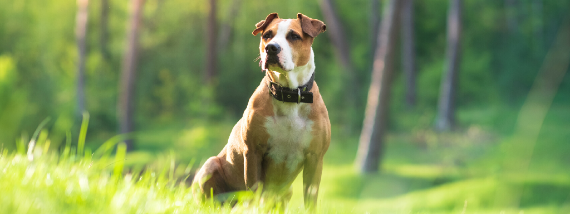 Dog sitting in nature