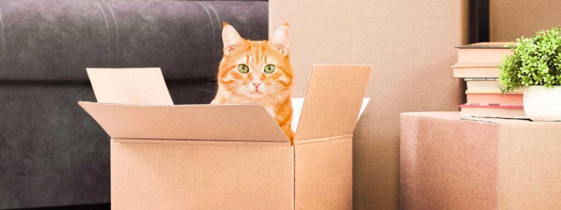 tips for moving with cats