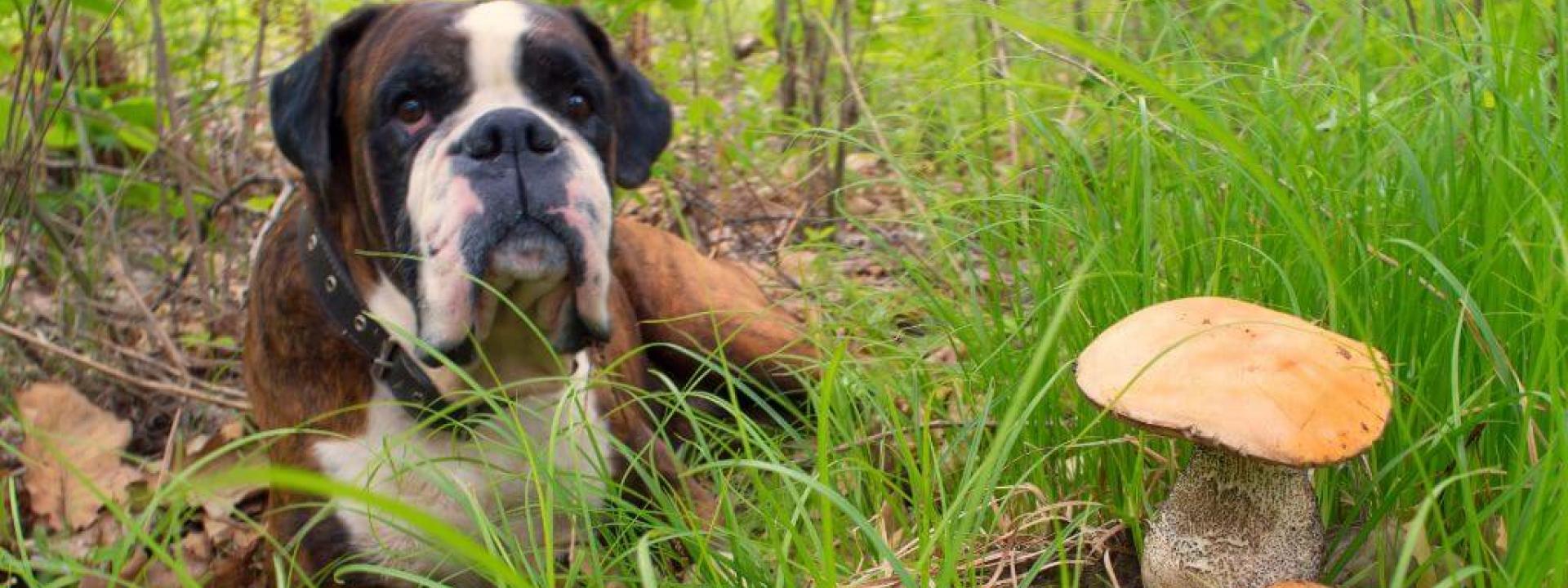 Dog laying down next to yard mushrooms