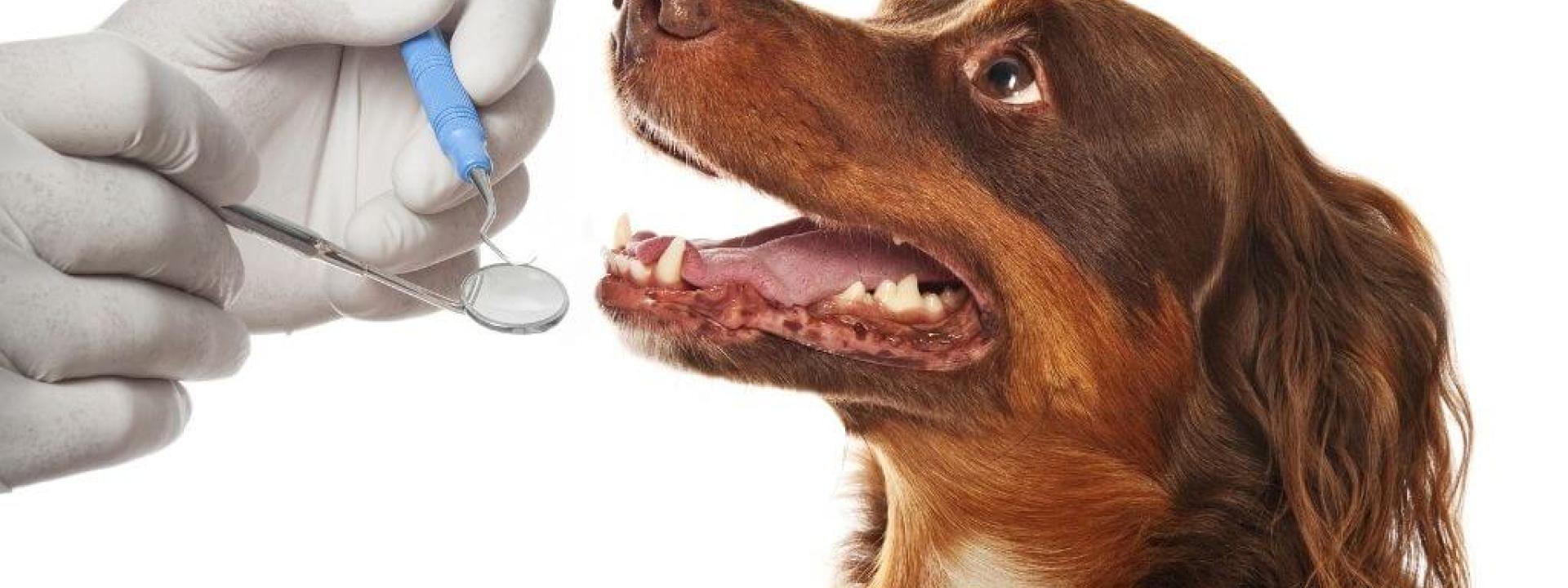 pet-dental-care.jpg