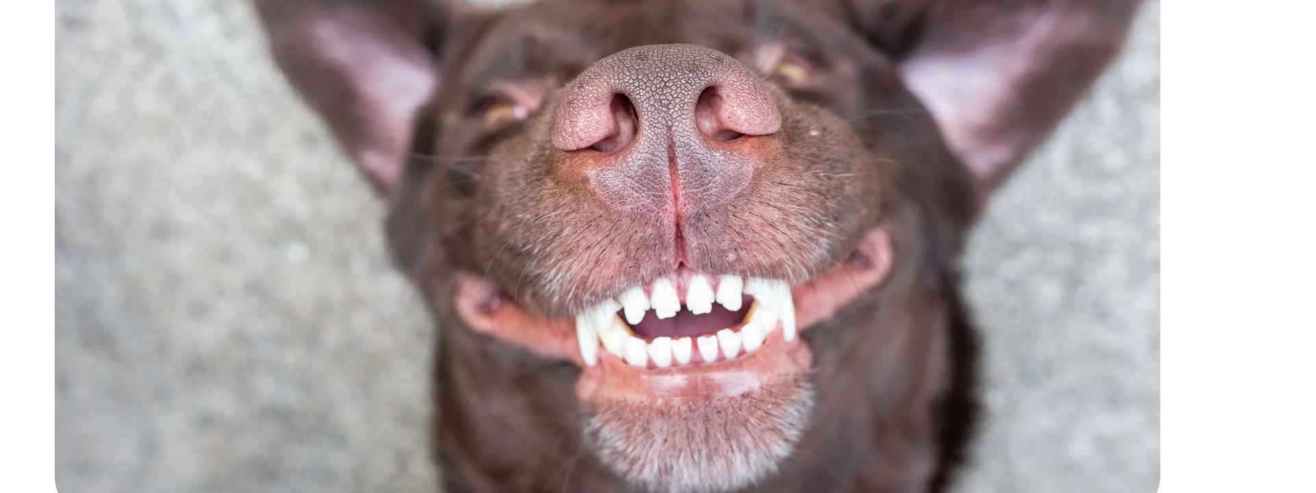 pet-dental-month-dogs.jpg