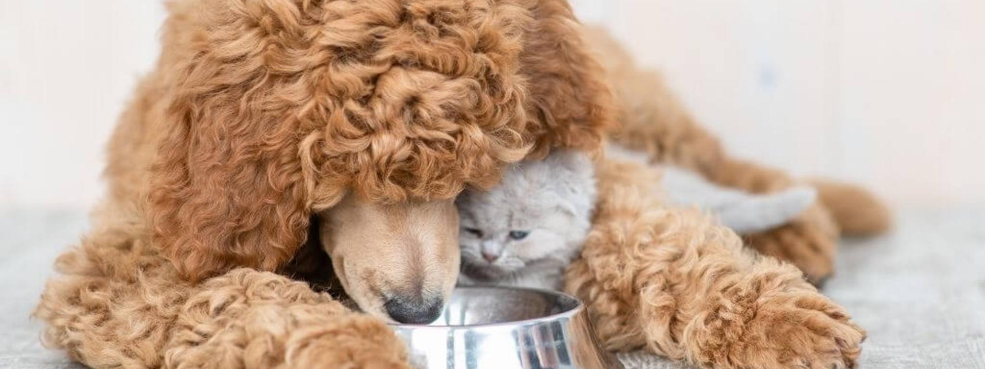 pet-diabetes-month-warning-signs.jpg