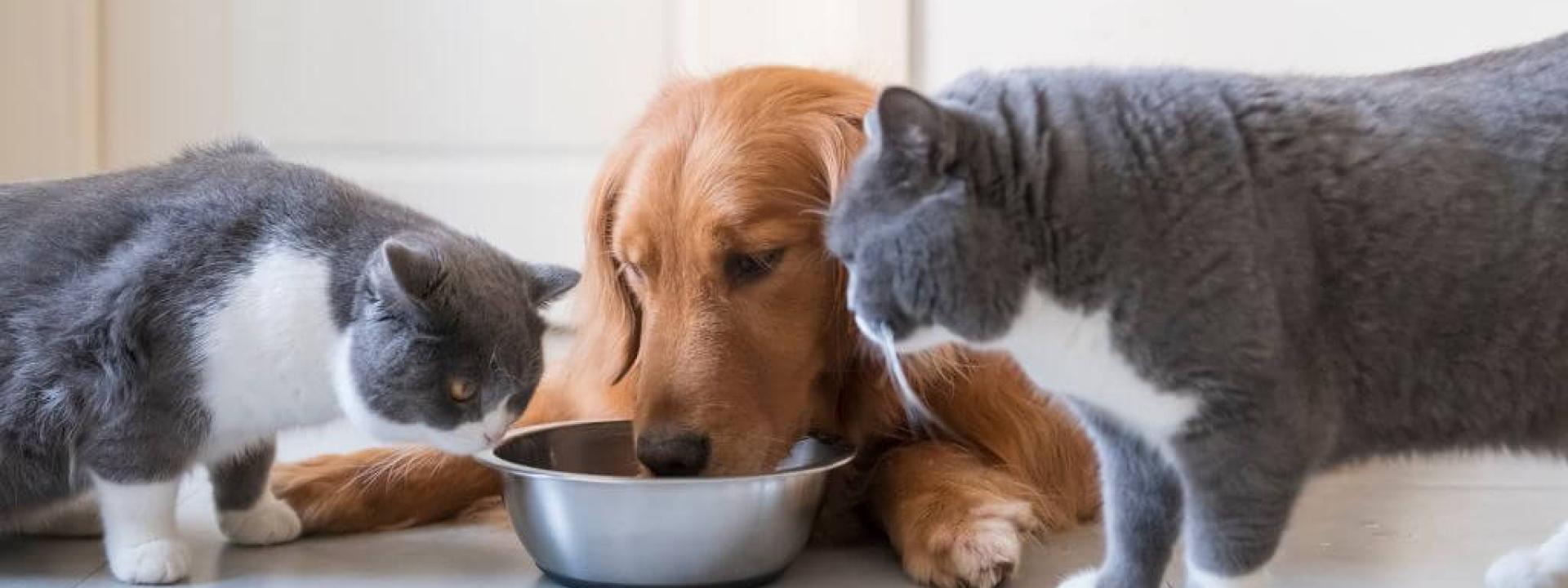 pet nutrition tips