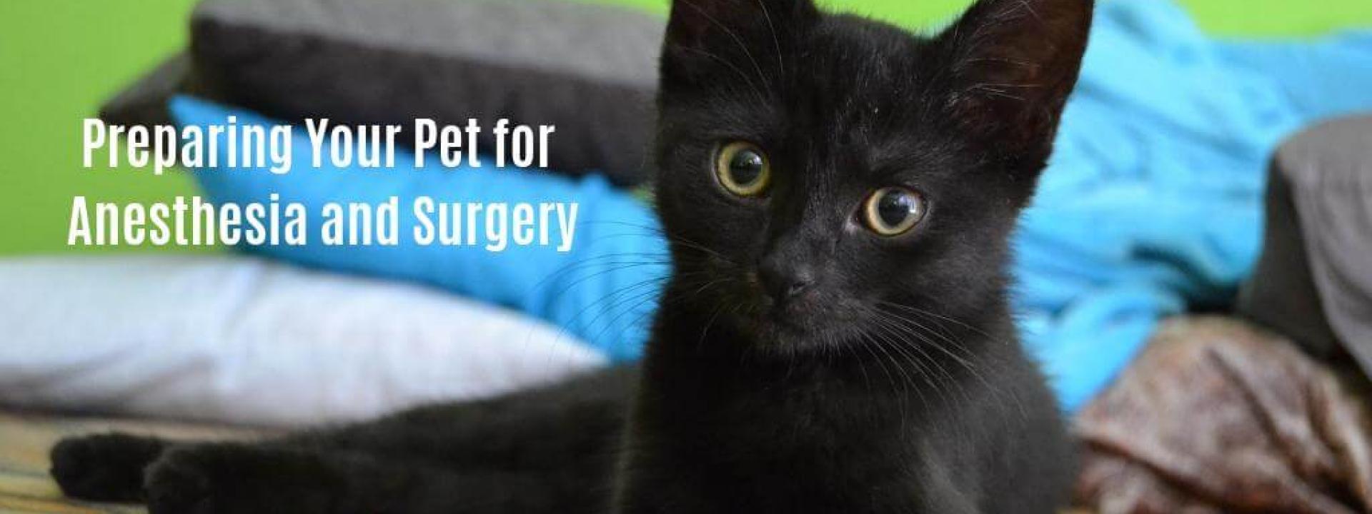 prep-pet-for-surgery