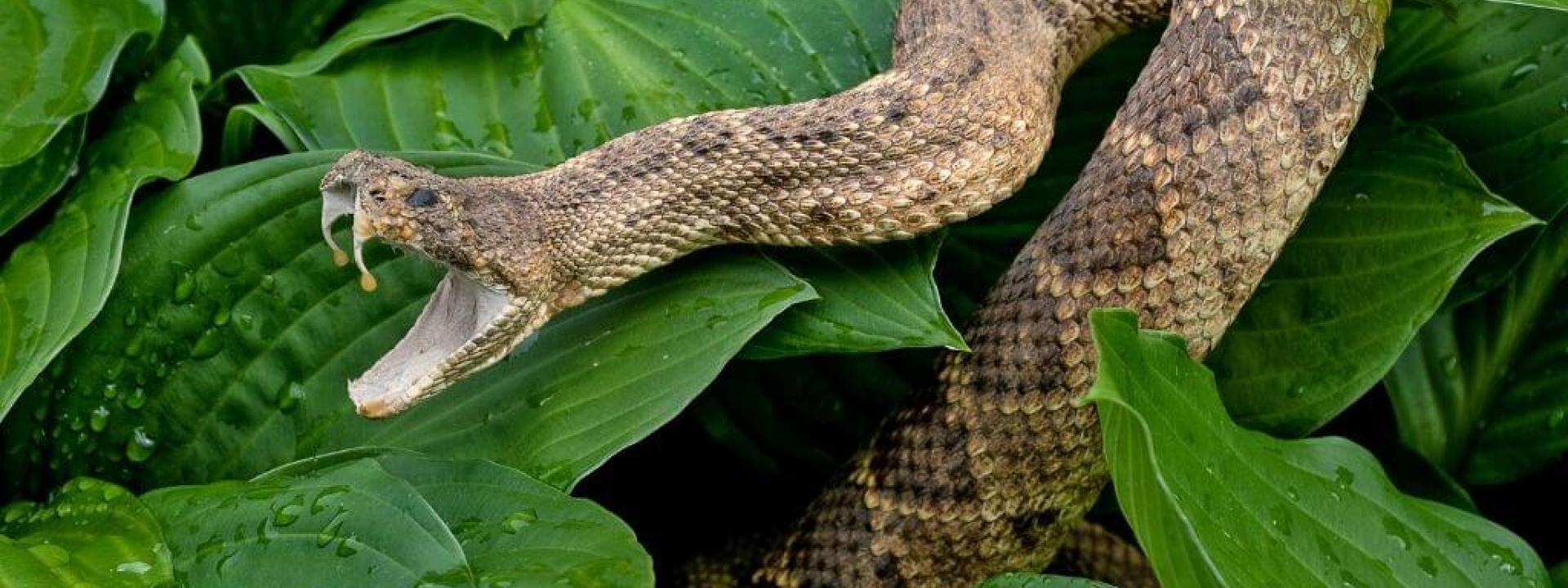 rattlesnake-pet-bite.jpg