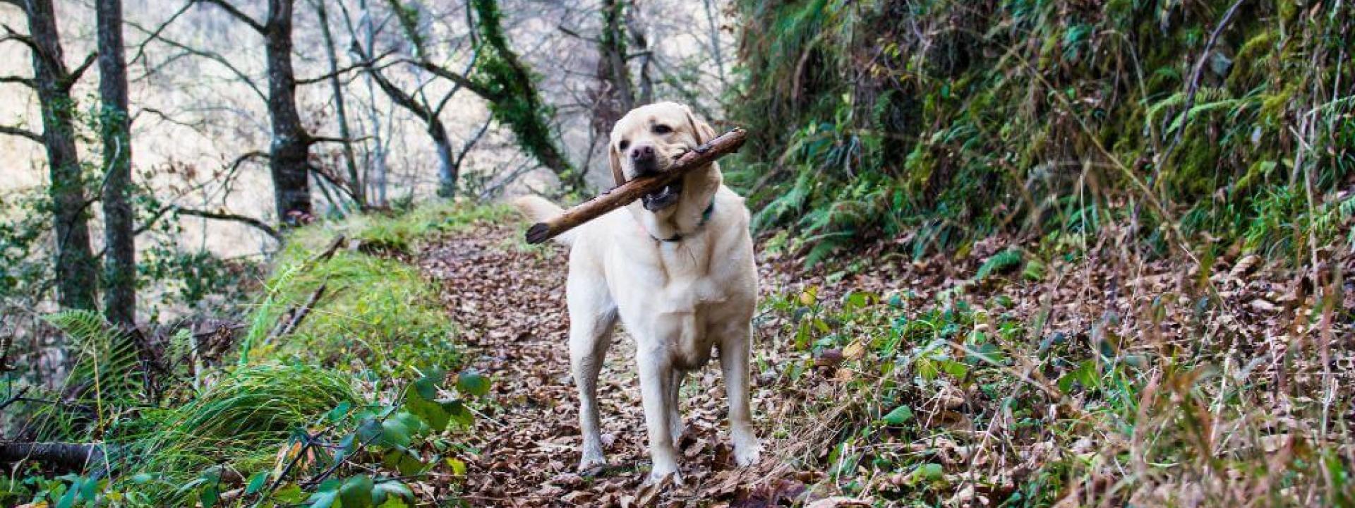Dog standing in the woods holding a large stick in it's mouth