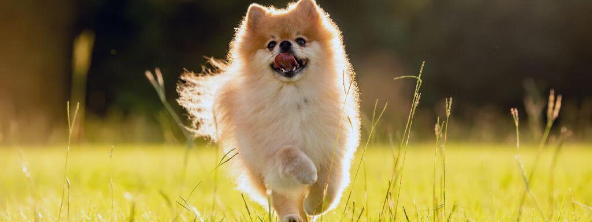 A dog running outside, at risk for fleas and ticks