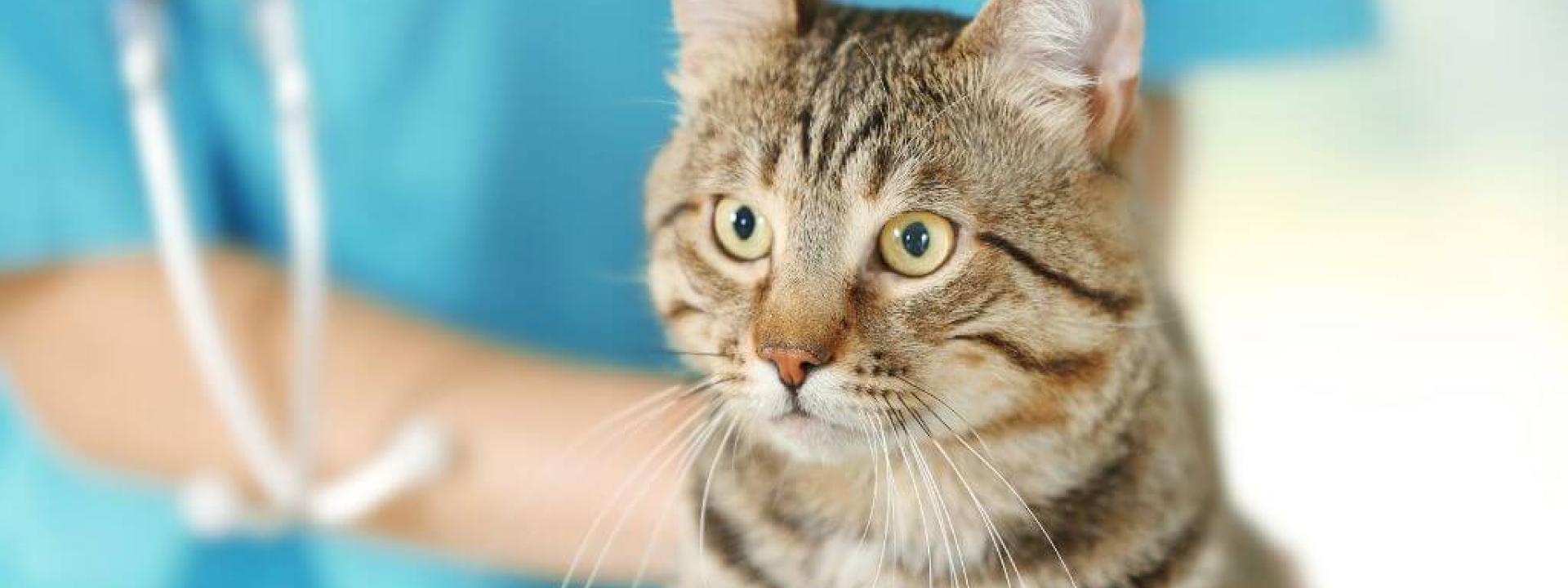 Can Chiropractic Help Your Cat? Here’s What to Know Cat at the vet for cat chiropractic care