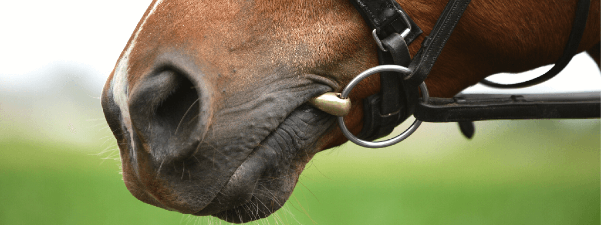 Horse mouth with bridle and bit