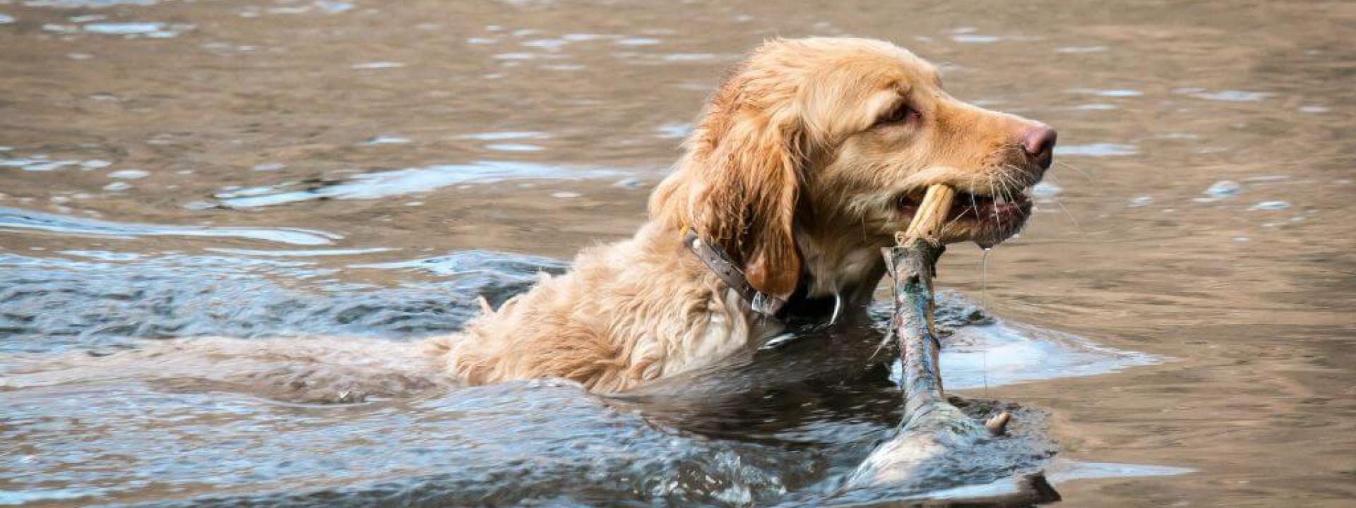 Leptospirosis in Dogs: Everything You Need to Know Dog swimming in water carrying a large stick, at risk for leptospirosis in dogs