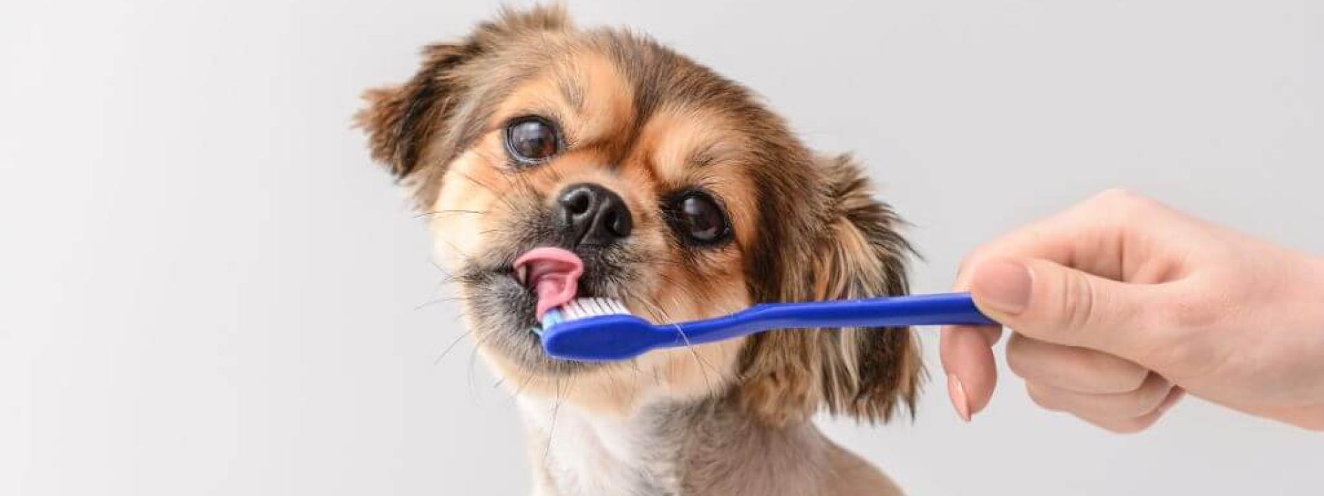Small dog brown dog licking blue dog toothbrush