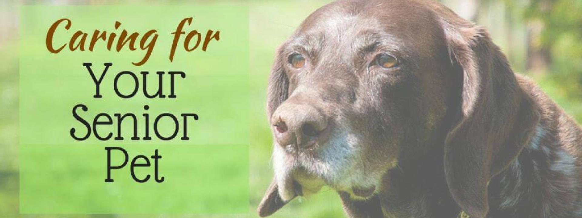 caring-for-your-senior-pet