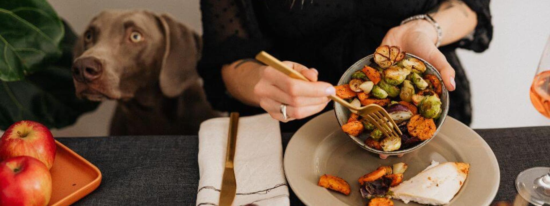 Dog eyeing food on a Thanksgiving table as a woman eats