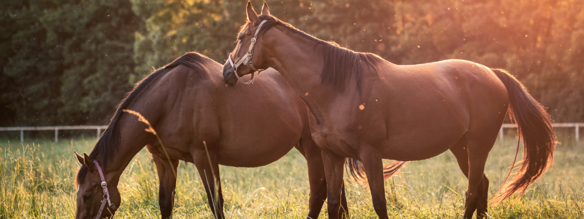 Horses grazing on pasture during sunset. Pregnant mare of thoroughbred horse.