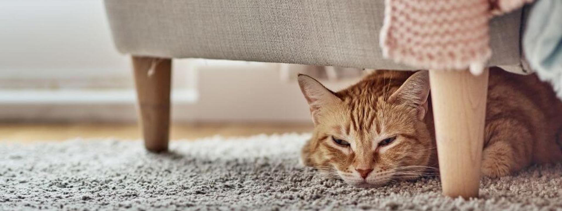 why cats hide pain