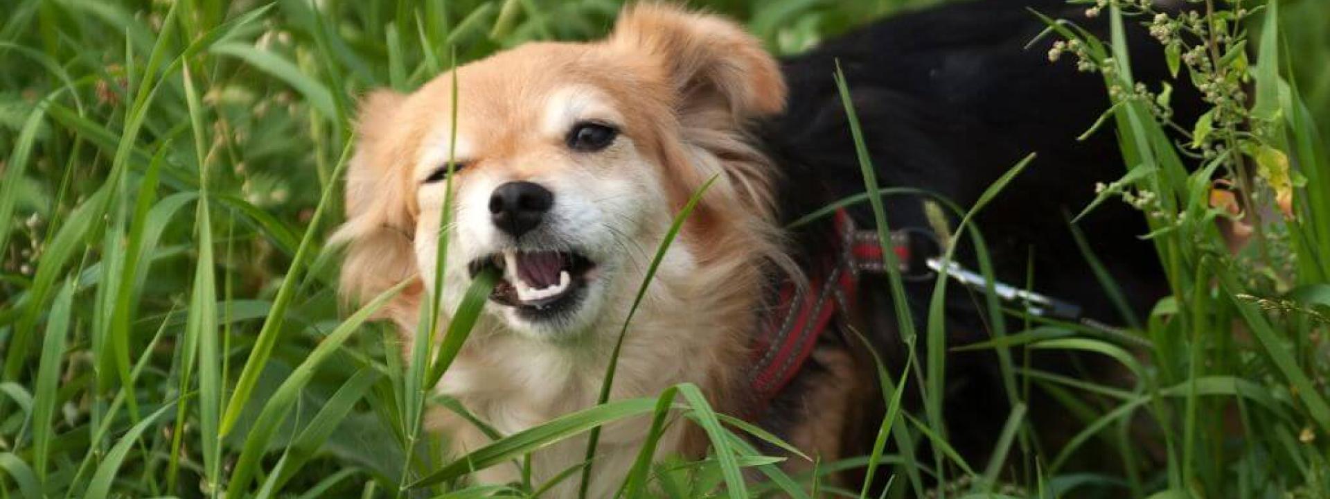 Why Does My Dog Eat Grass? Dog Eating grass outside