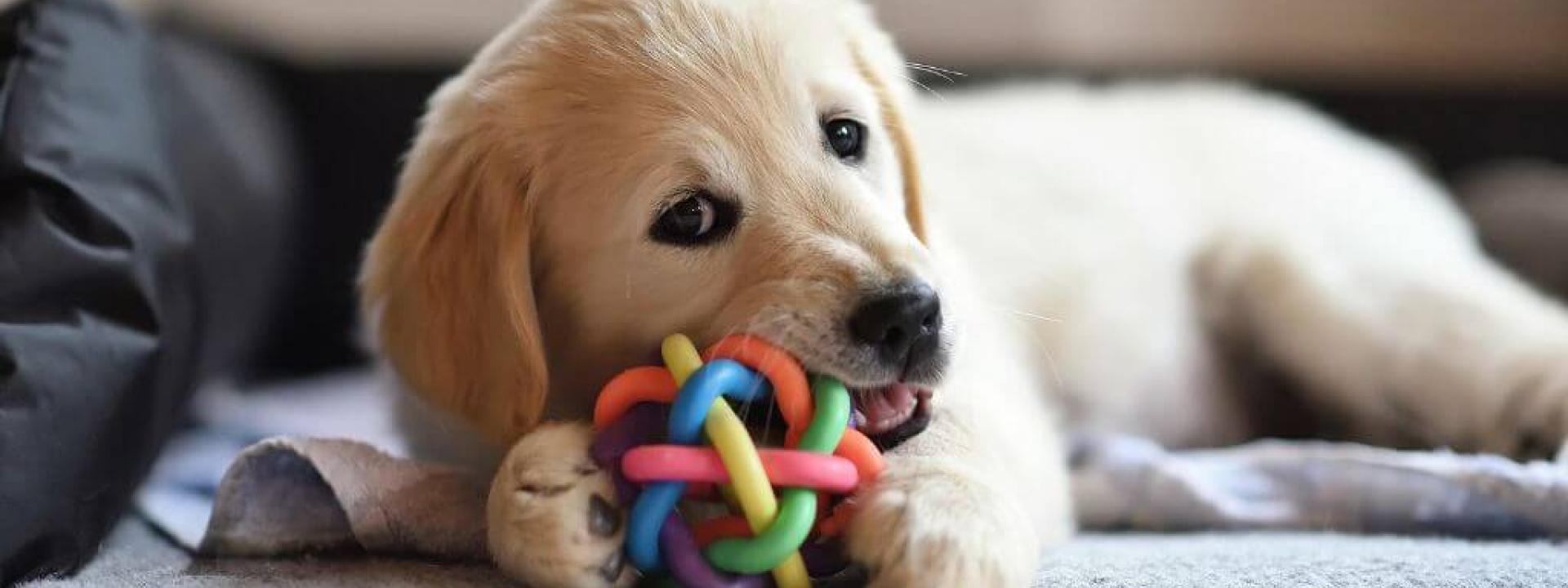 A young dog resource guarding a toy